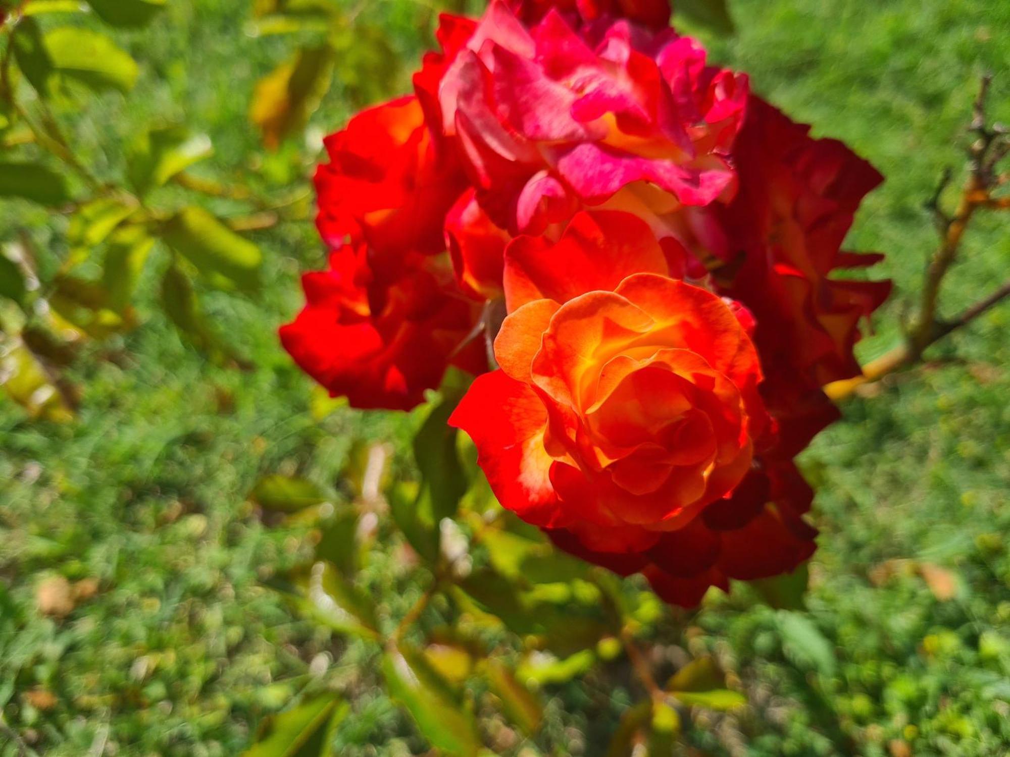 לינה וארוחת בוקר Montecastrilli Dolce Alba מראה חיצוני תמונה