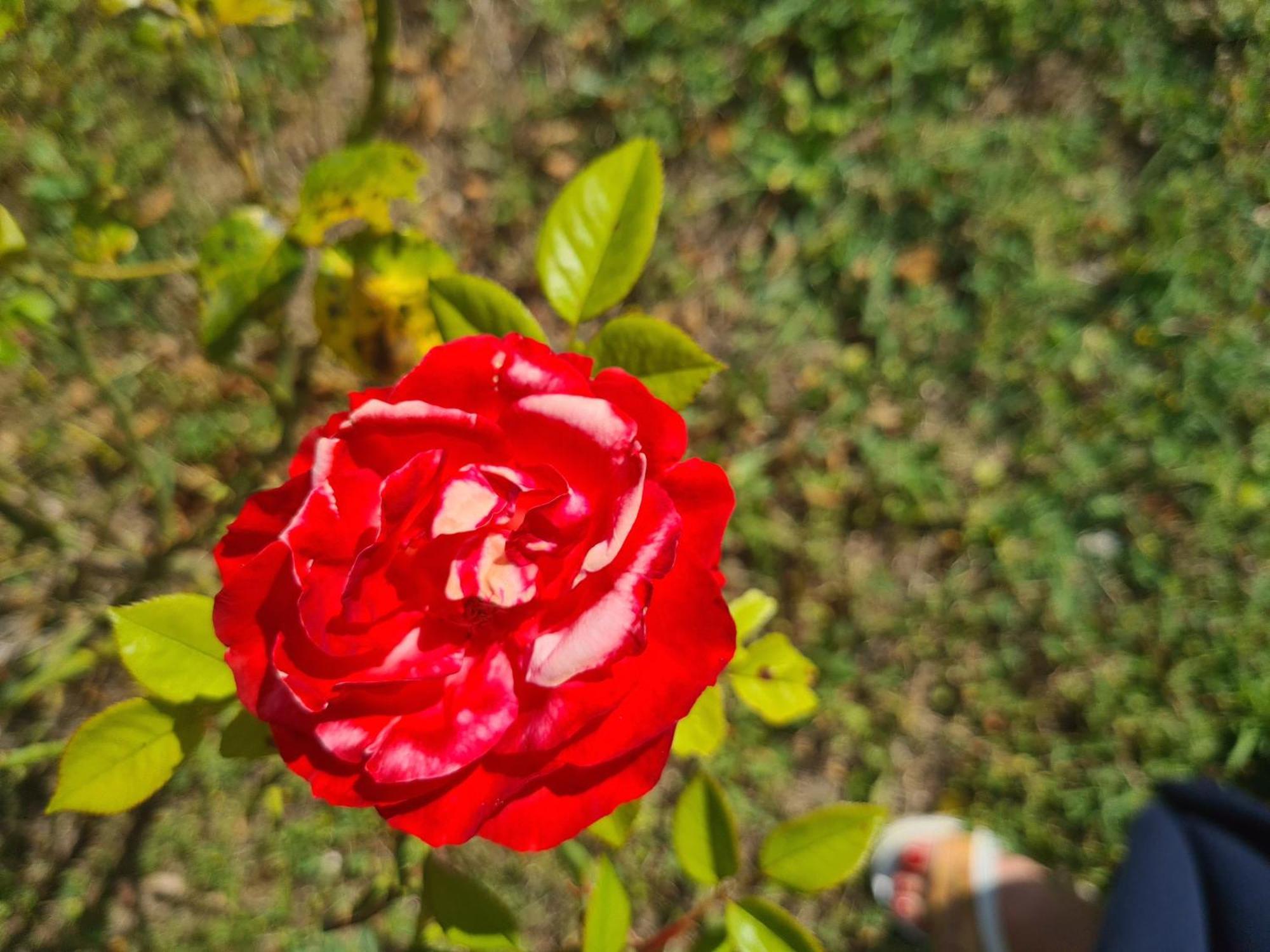 לינה וארוחת בוקר Montecastrilli Dolce Alba מראה חיצוני תמונה