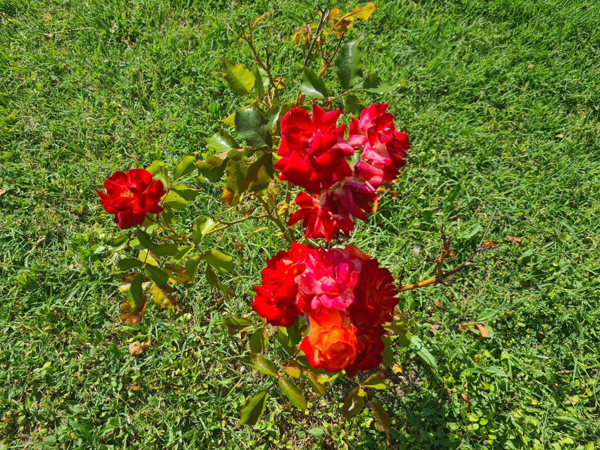 לינה וארוחת בוקר Montecastrilli Dolce Alba מראה חיצוני תמונה